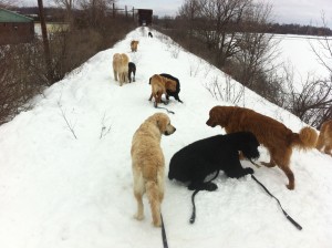 Back on the Chain Gang....lemieux island winter 2013