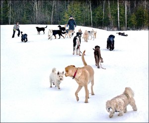 dog pack in aylmer winter 2014