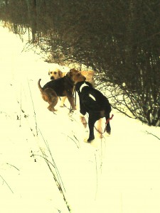 ozzie 5 mos old  in tug o war with kane, poppy watching 2013