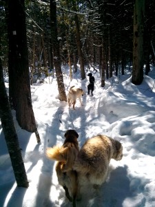 park walk in aylmer's winter boucher forest