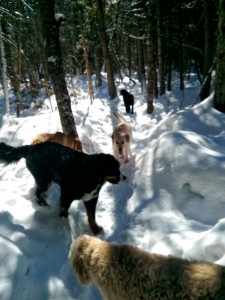 simba, poirot, sonny, sloane in winter forest, boucher forest