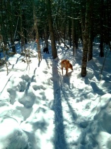 sloane, foreground boucher forest january 2014