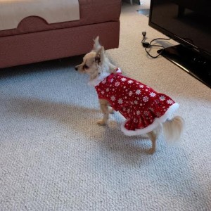 tulip in her christmas dress from auntie nora