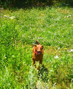 Buddy McCarthy running and hunting butterflies, squirrels and bird-shadows