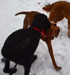 Edgar and Buddy, winter, 2015
