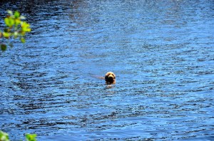 Jasmine can swim for miles, hours without breaking a sweat, unlike the ducks she chases.