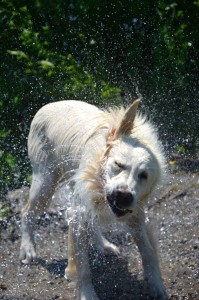 Lara as the Tasmanian Devil