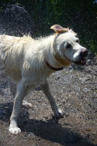 Lara shaking off water