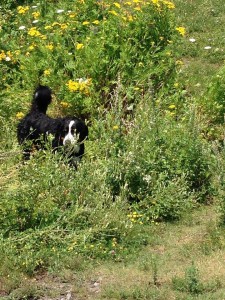 Bear sighting 