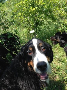 Poirot, brother of Simba, has been in daycare with us for six years. he is saying " i has a tiny halo floating above my head."