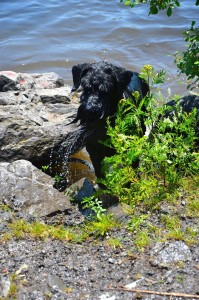 Seamus and water particles