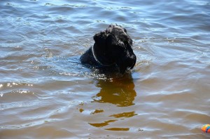 Seamus looking underwater at his wrecked tennis balls