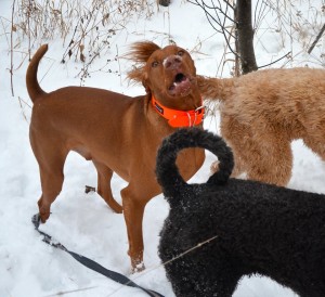 buddy and friends winter 2015