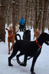 buddy and gang, Buddy, Cody, Simba, Indie, Jazz, and Edgar winter 2015