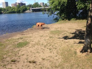  Buddy post swim