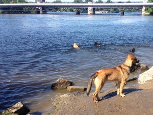 otis in front, sloane and newton racing in water