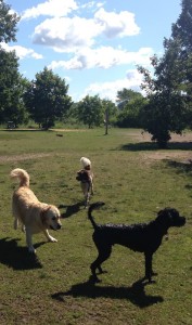 Poppy, Ozzie II and front is  ole Portuguese Waterdog, Newton.