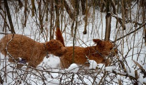 sisters chasing, indie and jasmine