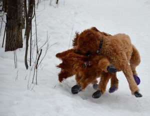 sisters wrestling winter 2015