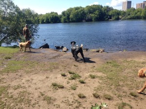 sloane on left and Ozzy II in water with seamus in front and jazz on right