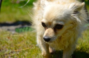 unbelievable photography by Ann Sarah of my wee Tutu (Tulip)