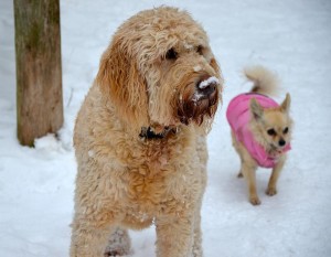 winter 2015 simba and tulip