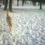 duke and eiger in winter shot