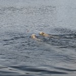 duke and simba race in water